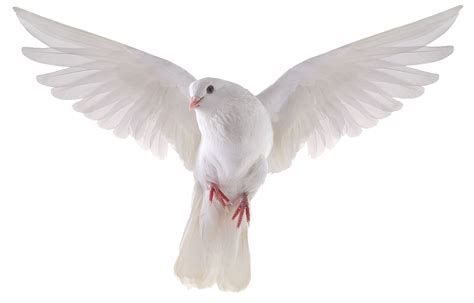 Pigeon Png Transparent Image Download Size 1141x730px