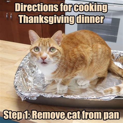 funny cat thanksgiving images cat mania