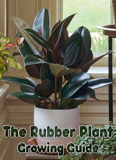 The Rubber Plant Growing Guide Plants Rubber Plant House Plants