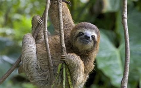 20 Interesting Facts About Sloths You Must Know Tail And Fur