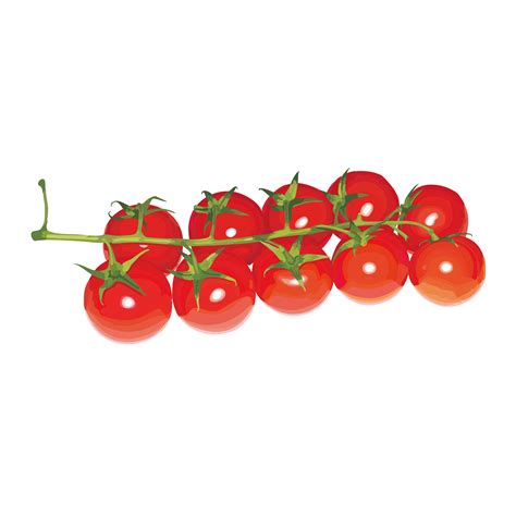 Cherry Tomato Free Vector Art 74 Free Downloads