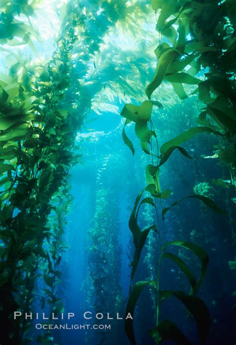 Giant Kelp Macrocystis Pyrifera San Clemente Island California