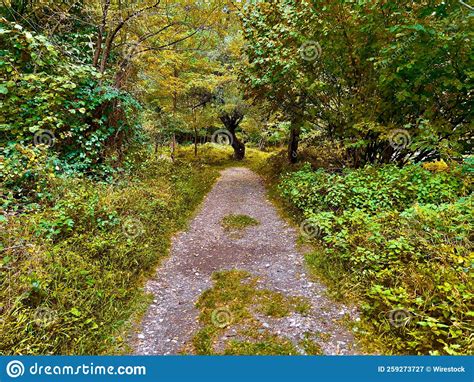 Beautiful Pathway Through The Yellow Autumn Forest Stock Image Image