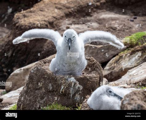 Black Browed Albatross Thalassarche Melanophris Chicks At Breeding Colony On Saunders Island