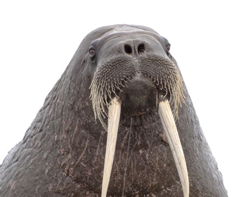 Walrus Png Photos Png All