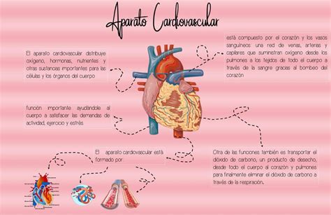 Aparato Cardiovascular Gi Molina Udocz