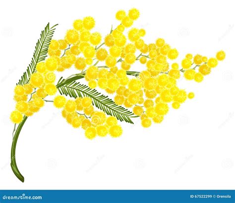 Yellow Mimosa Flowers Full Wicker Basket Cartoon Vector Cartoondealer