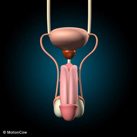 Male Reproductive And Urinary System 3d Model 129 Blend Xsi Max C4d Obj Lwo Ma Fbx Free3d