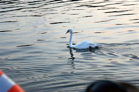 One Lonely White Swan On A Lake Stock Photo Image Of Waves Lonely