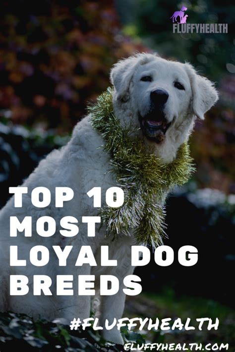Top 10 Most Loyal Dog Breeds Fluffyhealth