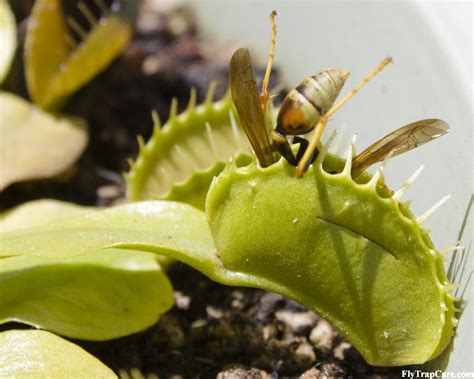 Should i cut off this trap now, or once the entire stem is black as well?question (i.redd.it). Venus Fly Trap Information - FlytrapCare.com