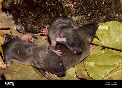 Baby Norway Rats Stock Photo Alamy