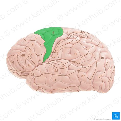 Brodmann Areas Anatomy And Functions Kenhub