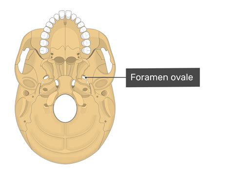 Foramen Spinosum Middle Meningeal Artery