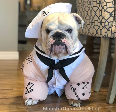 Let's have more holidays where we dress up — these frenchies in halloween costumes make me happy. English Bulldog, cute, Dog, dog Halloween costumes ...
