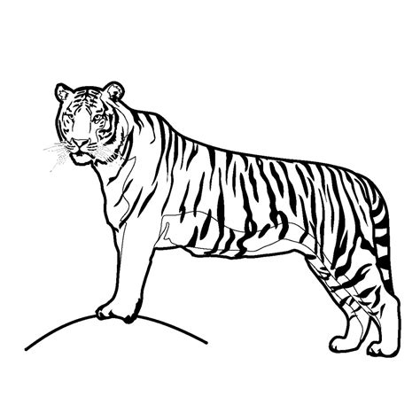 Amazing How To Draw A Tiger Step By Step With Pencil In The World The