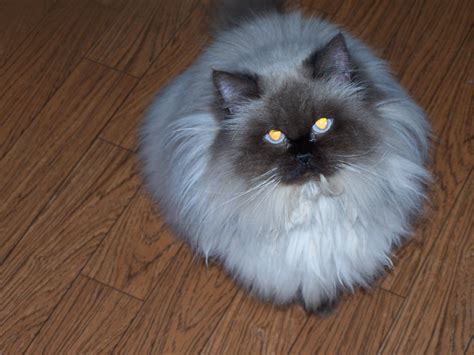 Himalayan Persian Mix Cat