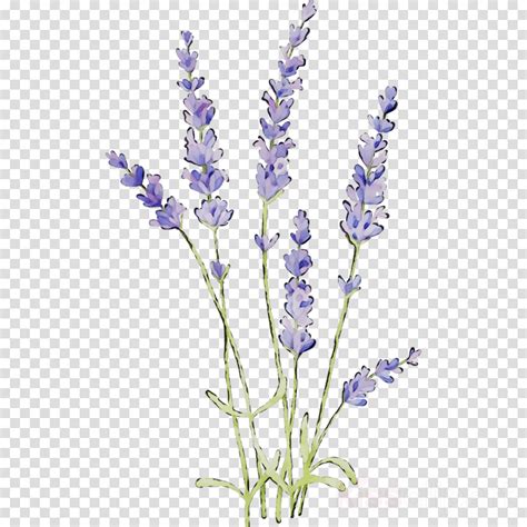 Free Lavender Cliparts Download Free Lavender Cliparts Png Images