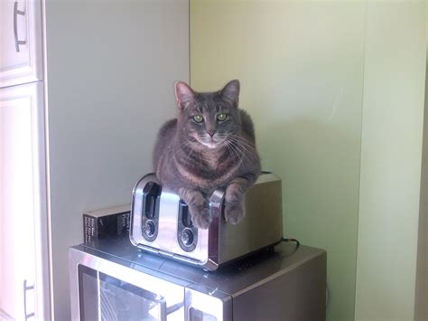 Toaster Cat Pics