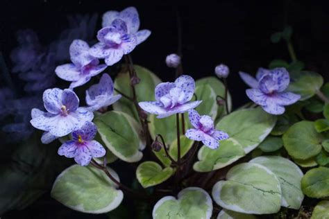 African Violet ‘pearl Joy Arcadia Botanic