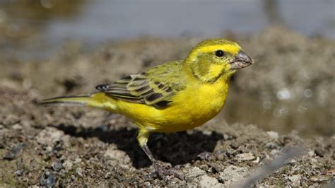 Yellow Canary Care Sheet Birds Coo