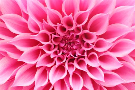 Pretty Pictures Of Pink Flowers This Flower Picture Is Beautiful But