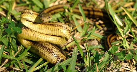 Yellow Rat Snakes South Carolina Public Radio