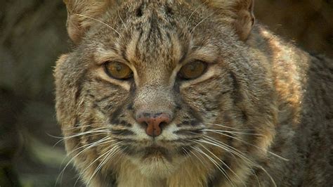 Many americans don't realize that even today we share our landscapes with wild cats, says shari wilcox, ph.d., texas representative for national conservation organization, defenders of. Bobcat City - Studying Urban Cats - Texas Parks and ...