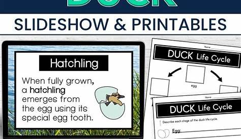life of cycle duck worksheet