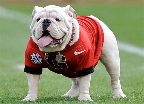 Georgia Bulldogs Mascot Ranking All 10 ‘ugas Over Nearly 70 Years