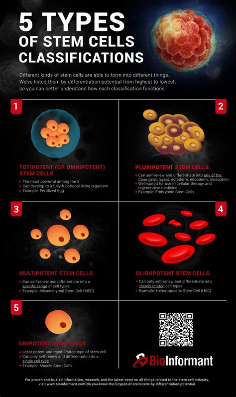 Do You Know The 5 Types Of Stem Cells Bioinformant