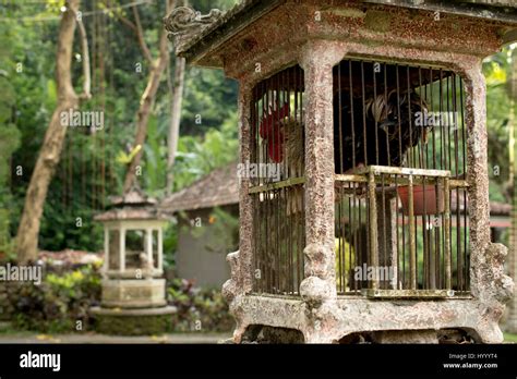 Rooster Cage Ubud Bali Indonesia Stock Photo Alamy