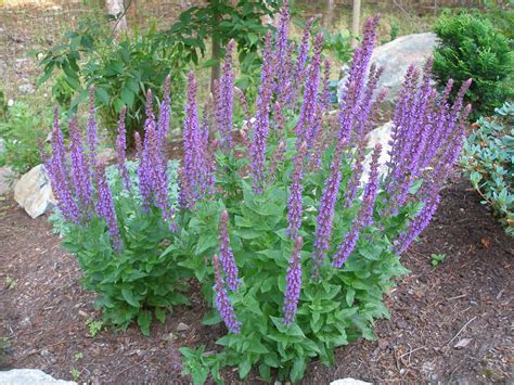 Check spelling or type a new query. Salvia 'Ostfriesland' - gives a long summer show that the ...