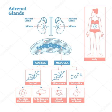 Gl Ndulas Suprarrenales Del Sistema Endocrino Diagrama De Ilustraci N