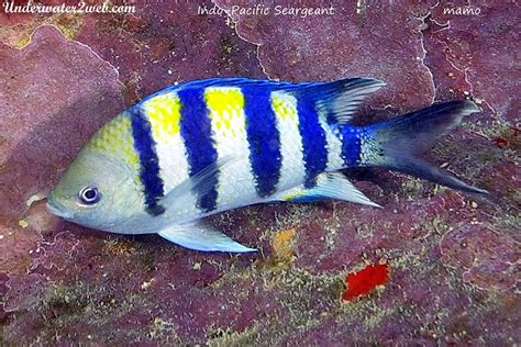 Hawaiian Reef Fish Identification Terry Lilleys Underwater 2 Web