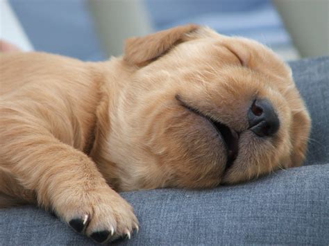 Sleeping Cute Puppies