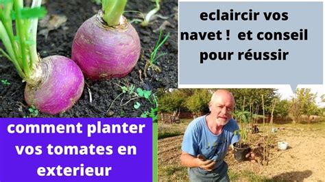 Conseil Jardin Sur Les Navets Et Les Tomates Youtube