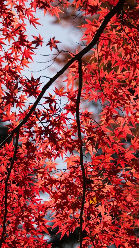 Red Maple Tree Leaves Free 4k Ultra Hd Mobile Wallpaper