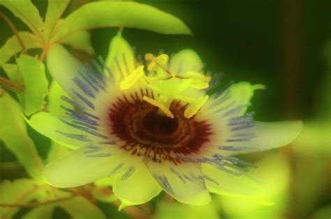 Blue Passion Flower Passiflora Caerulea Photograph By Maria Mosolova