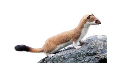 Stoat Facts For Kids Stoat Habitat Dk Find Out