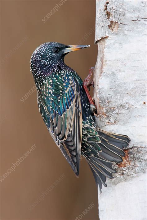 These beautiful starlings were filmed in israel as tens of thousands of starlings fly in a massive murmuration in the skies above rahat. European Starling - Stock Image - Z892/0746 - Science Photo Library