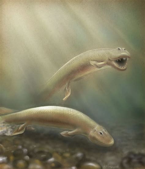 A Fish Called Tiktaalik That Lived 375m Years Ago Already Had Strong