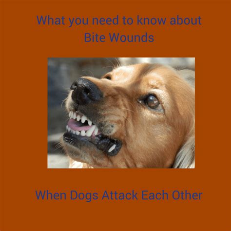 What You Need To Know About Bite Wounds When Dogs Attack Each Other