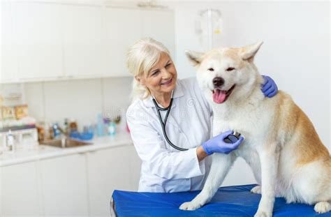 Female Vet Examining A Dog Sitting On An Examination TableÂ Stock Image