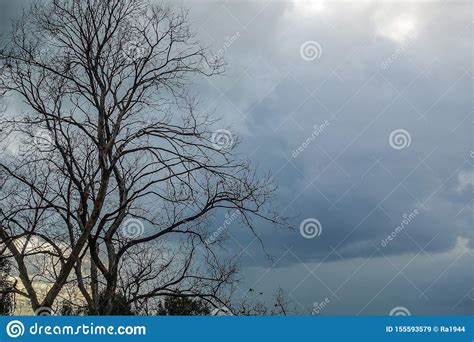The Dried Big Lonely Tree On A Green Field The Sky With Clouds Stock