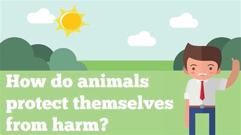How Do Animals Protect Themselves From Harm Youtube
