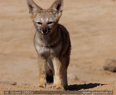 Y tanto por su aspecto como por sus increíbles adaptaciones, se considera uno de los animales más raros del mundo. Animales de Atacama: Zorro del desierto
