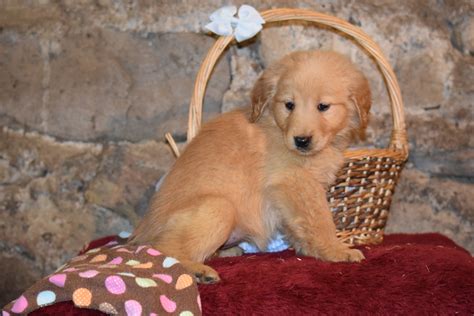 Penny Female Akc Registered Golden Retriever Puppy For Sale Butler Ohi