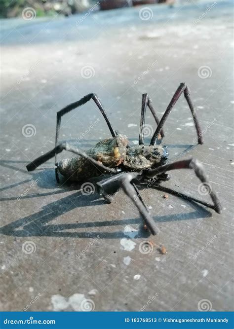 Big Black Spider Picture Stock Image Image Of Gadget 183768513