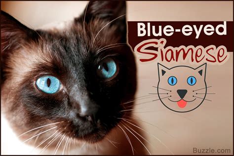 9 Utterly Gorgeous Cat Breeds That Have Ocean Blue Eyes